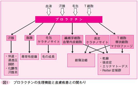 生理作用|「生理機能(せいりきのう)」の意味や使い方 わかりやすく解説。